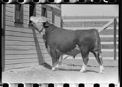 Purebred Hereford bull, Willow Creek Ranch, Montana, 1939