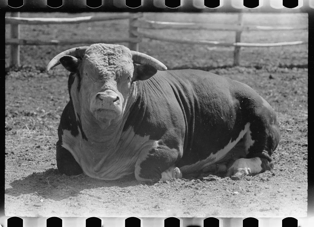 Purebred Hereford bull, Willow Creek Ranch, Montana, 1939