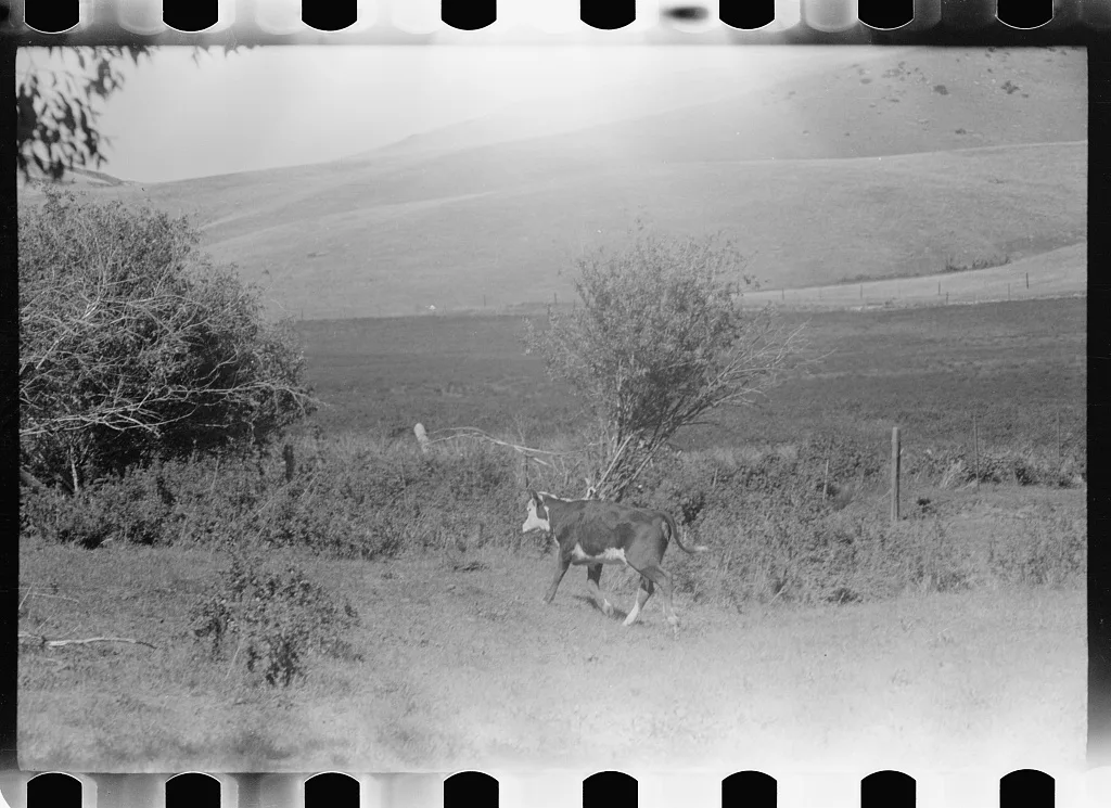 Calf, Montana, 1939