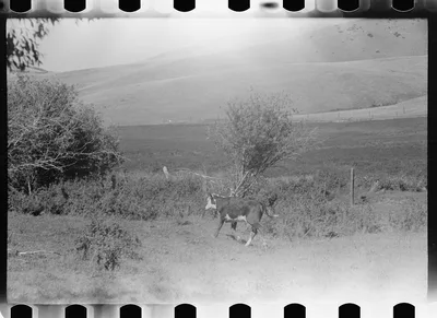 Calf, Montana, 1939