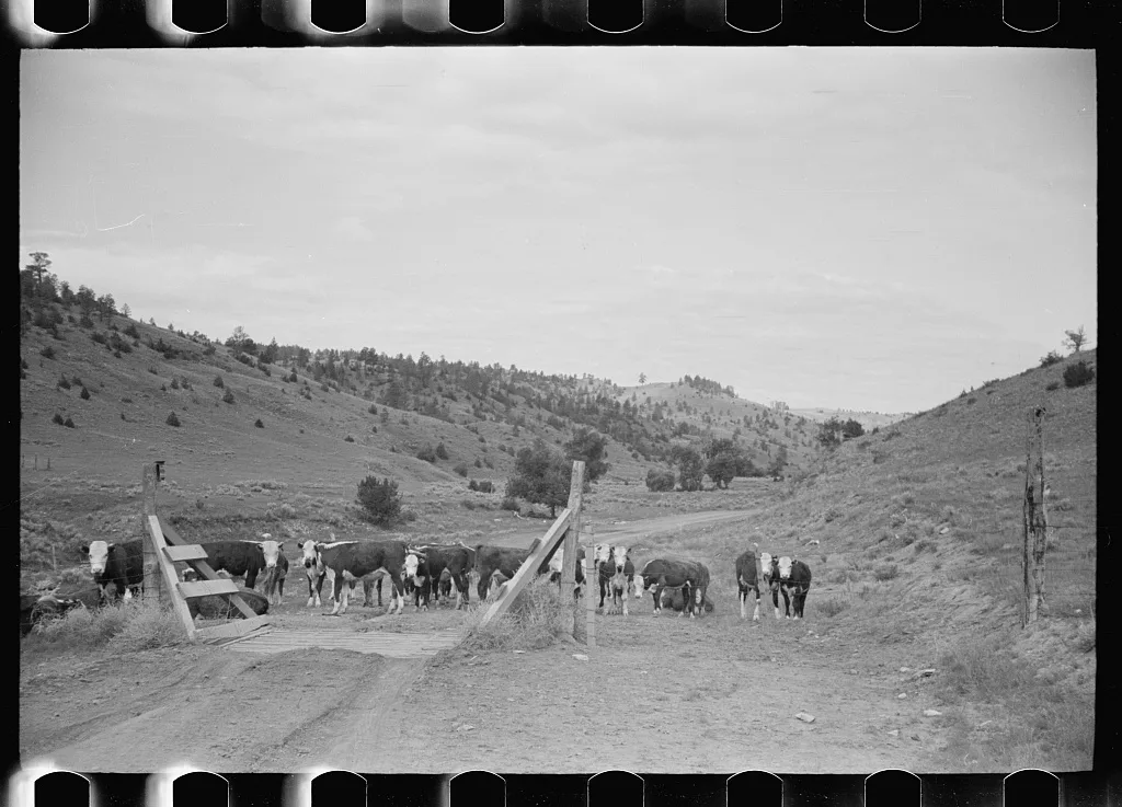 Cattle guard on rural road, Big Horn County, Montana, 1939