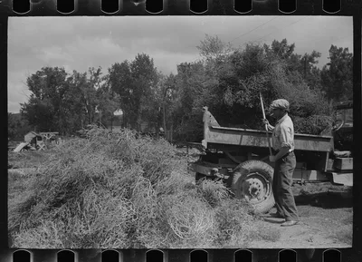 Forsythe, Montana. Loading truck with tumbleweed, 1939
