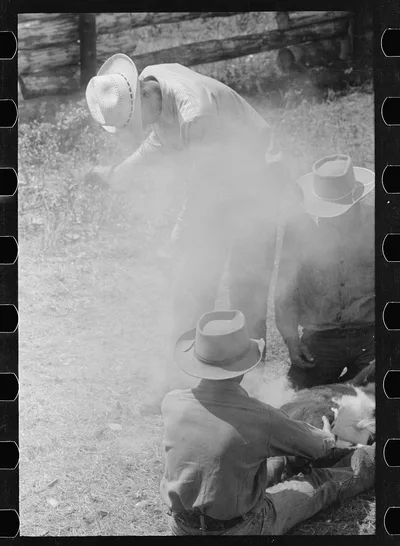 Branding, Three Circle roundup, Custer National Forest, Montana, 1939