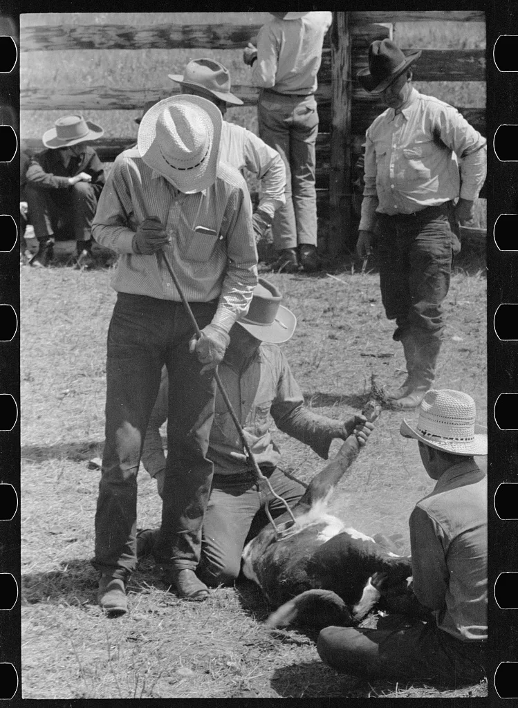 Branding calf, Three Circle roundup, Montana, 1939