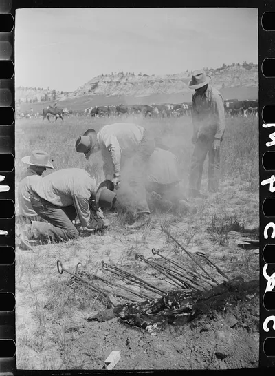 Branding a calf, Quarter Circle U roundup, Montana, 1939
