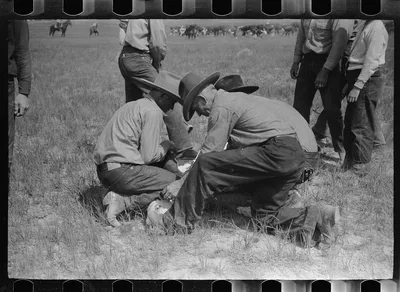 Cowhands working on a calf, Quarter Circle U roundup Montana, 1939