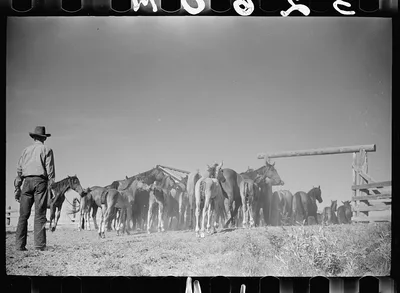 Driving colts into roundup corral, Quarter Circle U Ranch, Montana, 1939