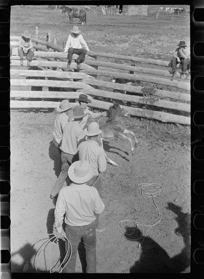 Roping colt for branding, Quarter Circle U roundup, Montana, 1939