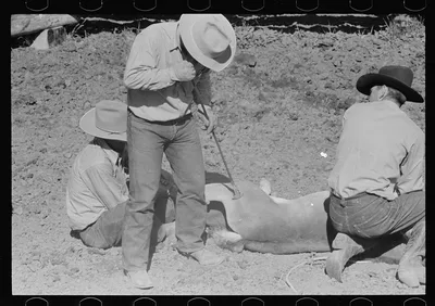 Branding a colt, Quarter Circle U roundup, Montana, 1939