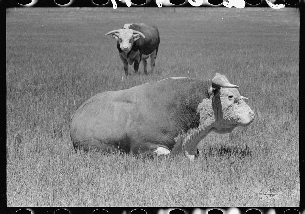Hereford bulls, Quarter Circle U Ranch, Montana, 1939