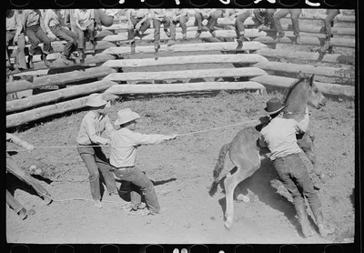 Roping a colt for branding, Quarter Circle U roundup, Montana, 1939