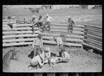 Branding a colt, Quarter Circle U roundup, Montana, 1939