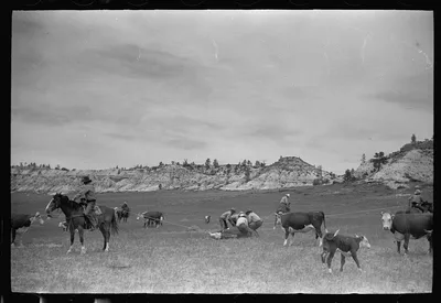 Milking a wild cow, Quarter Circle U roundup, Montana, 1939