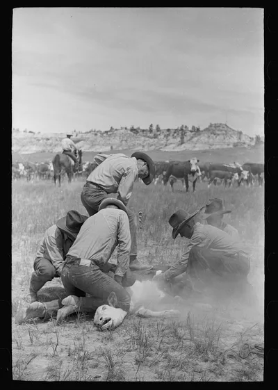 Branding a calf, Quarter Circle U roundup, Montana, 1939