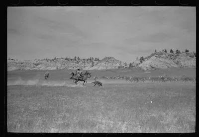 Roping a calf, Quarter Circle U roundup, Montana, 1939