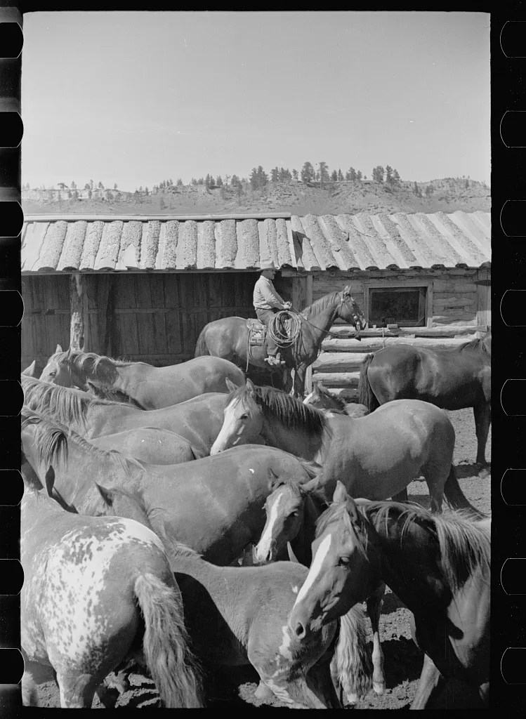Mares and colts, Quarter Circle U roundup, Montana, 1939