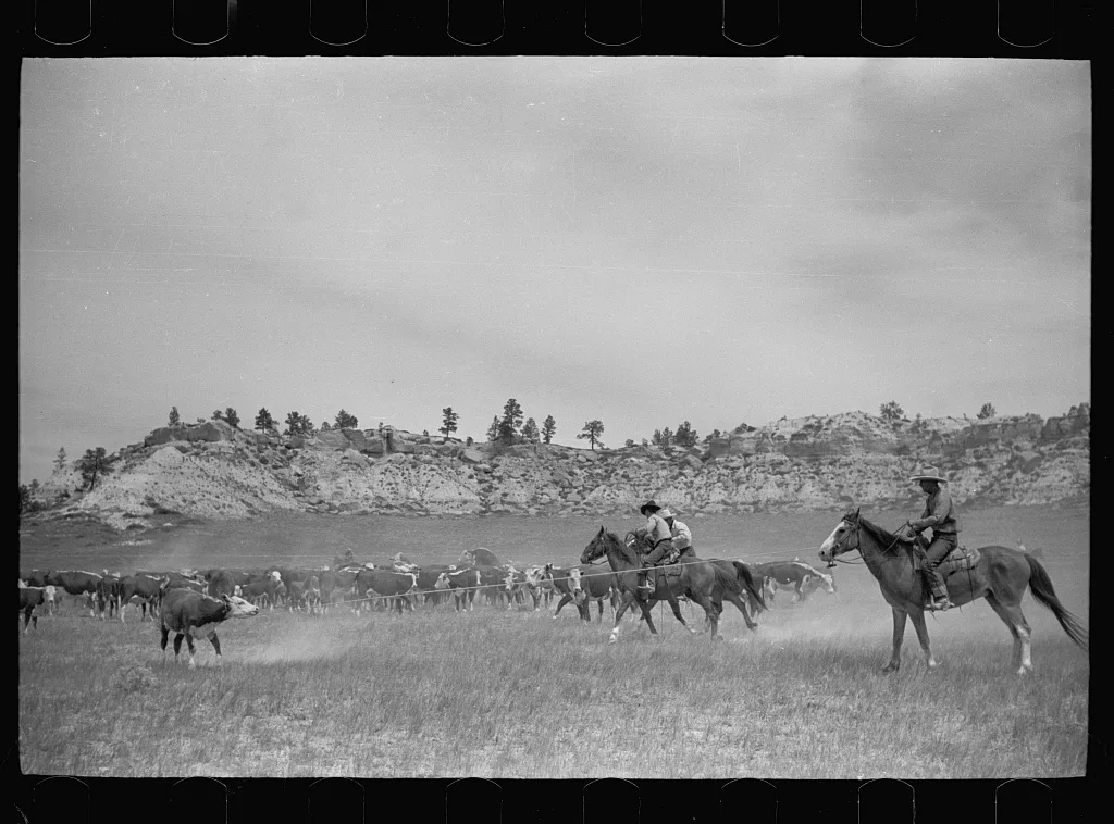 Roping a calf, Quarter Circle U Ranch, Montana, 1939