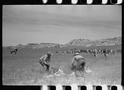 "Rassling" a calf, Quarter Circle U Ranch, Montana, 1939