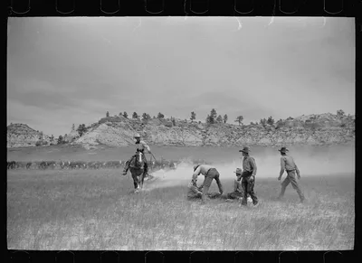 Branding, Quarter Circle U roundup, Montana, 1939