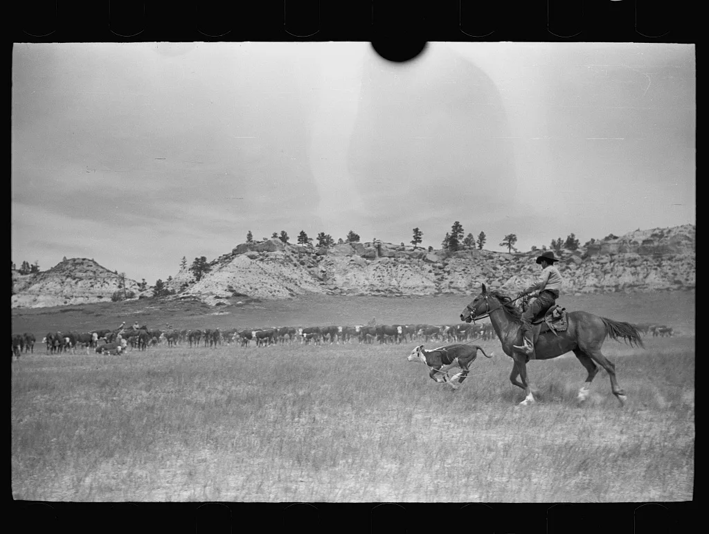 Roping a calf, Quarter Circle U roundup, Montana, 1939