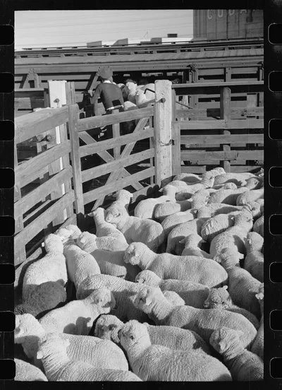 Loading sheep in stockyard, Denver, Colorado, 1939