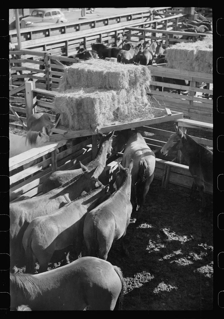 Mule stockyard, Denver, Colorado, 1939