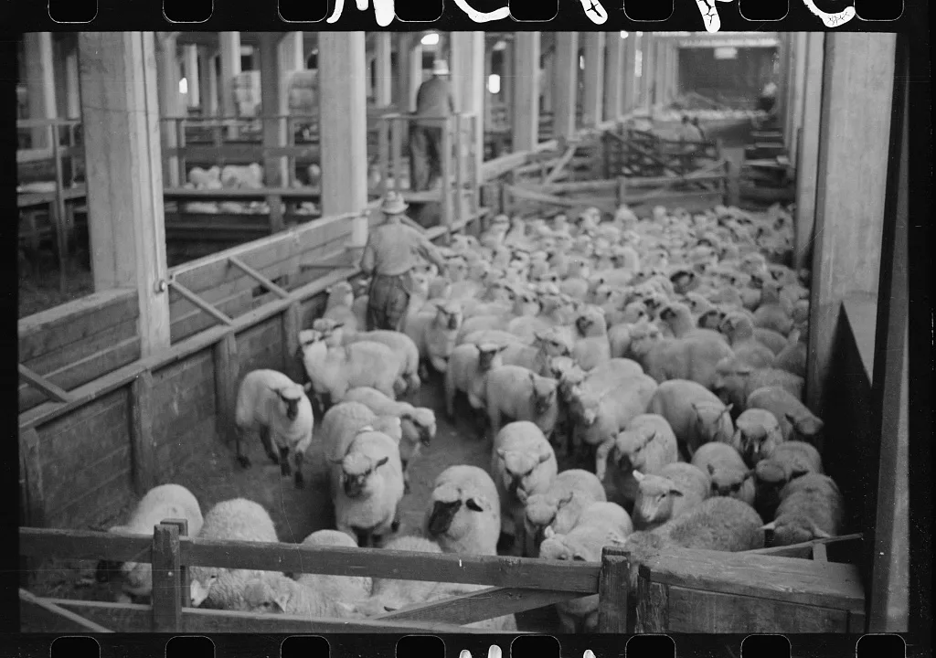 Interior of sheep barn, stockyards, Denver, Colorado, 1939