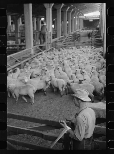 Interior of sheep barns, stockyards, Denver, Colorado, 1939
