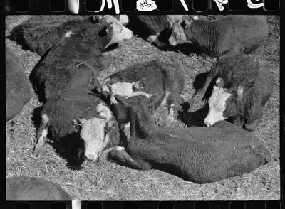 Calves in stockyard pens, Denver, Colorado, 1939