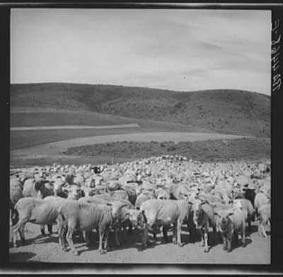 Photograph from Idaho: Sheep in transit. Oneida County, Idaho