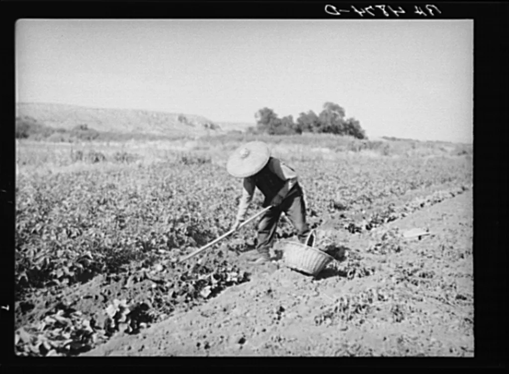 Chinese laborer in potato field. Walla Walla, Washington, 1936
