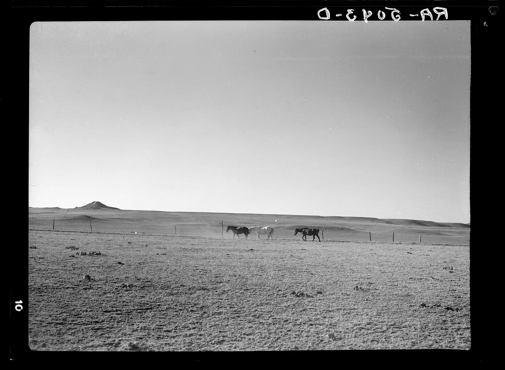 Horses on the grassless plains of eastern Montana, 1936