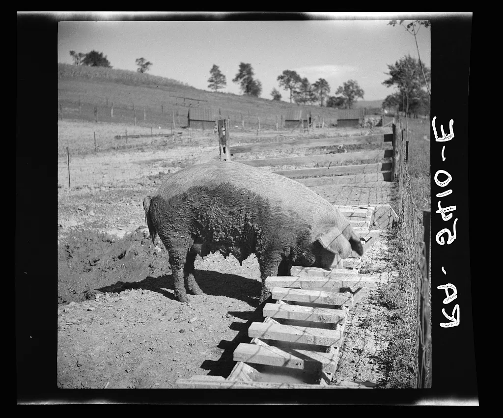 One of the sows owned by the Westmoreland Cooperative, Pennsylvania, 1936