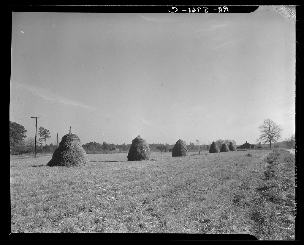 Haystacks. Johnson County, North Carolina, 1936