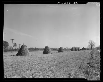 Haystacks. Johnson County, North Carolina, 1936