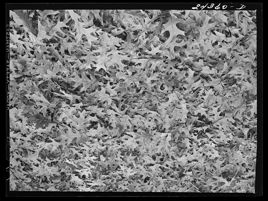 Fallen leaves. New York City suburbs, New York (State), 1941