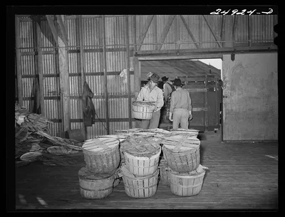 Robstown, Texas. Packing plant. Unloading radishes, 1942