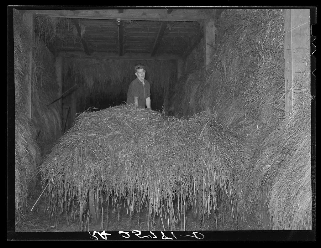 Hired man unloading hay. McNally Farm, Kirby, Vermont, 1937