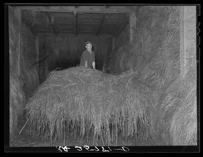 Hired man unloading hay. McNally Farm, Kirby, Vermont, 1937