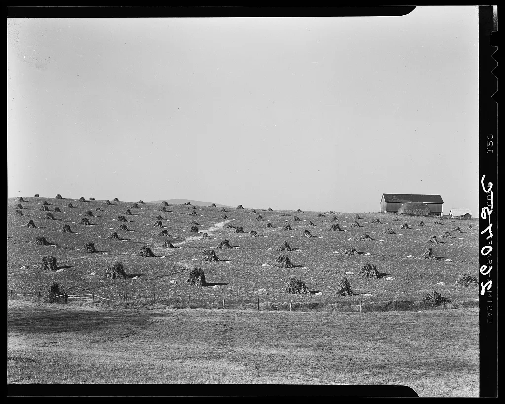 Corn field. Washington County, Maryland, 1937