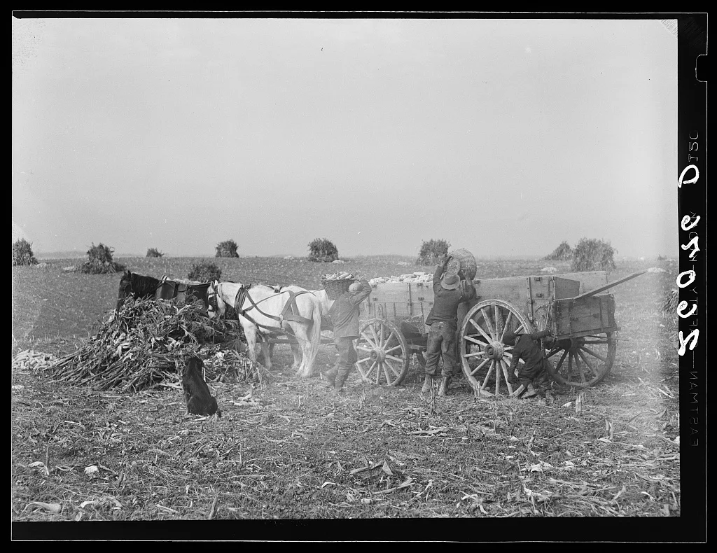 Loading ears of corn in the field. Washington County, Maryland, 1937