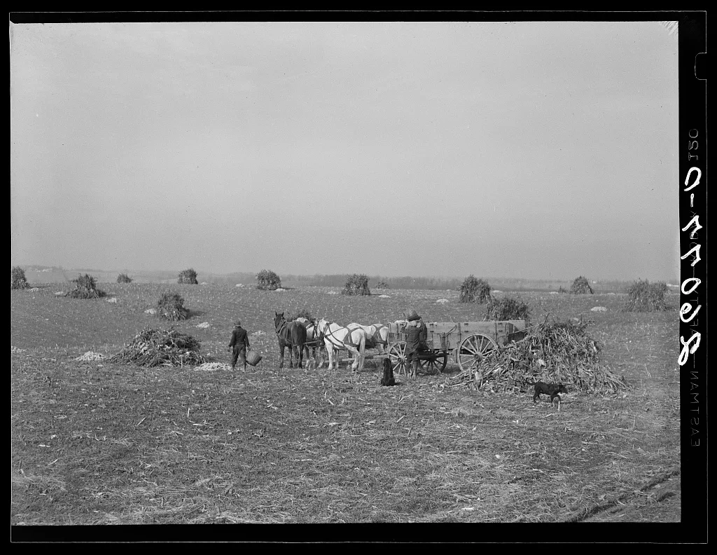 Loading ears of corn in the field. Washington County, Maryland, 1937