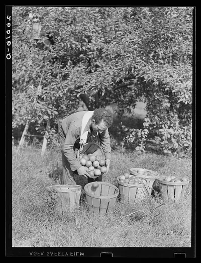 Apple picker in orchard. Camden County, New Jersey, 1938