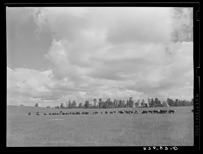 Driving cattle. Three Circle roundup. Custer National Forest, Montana, 1939