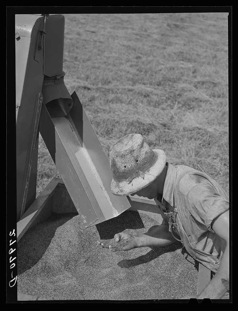 Timothy seed. Jasper County, Iowa, 1939