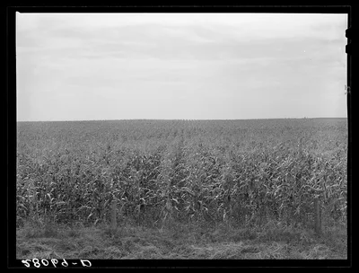 Cornfield. Hardin County, Iowa, 1939