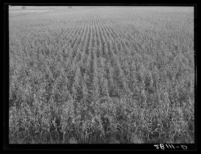Cornfield. Hardin County, Iowa, 1939