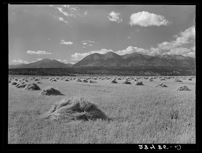 Shocks of grain at foothills of Rocky Mountains. Fremont County,…, Colorado, 1939