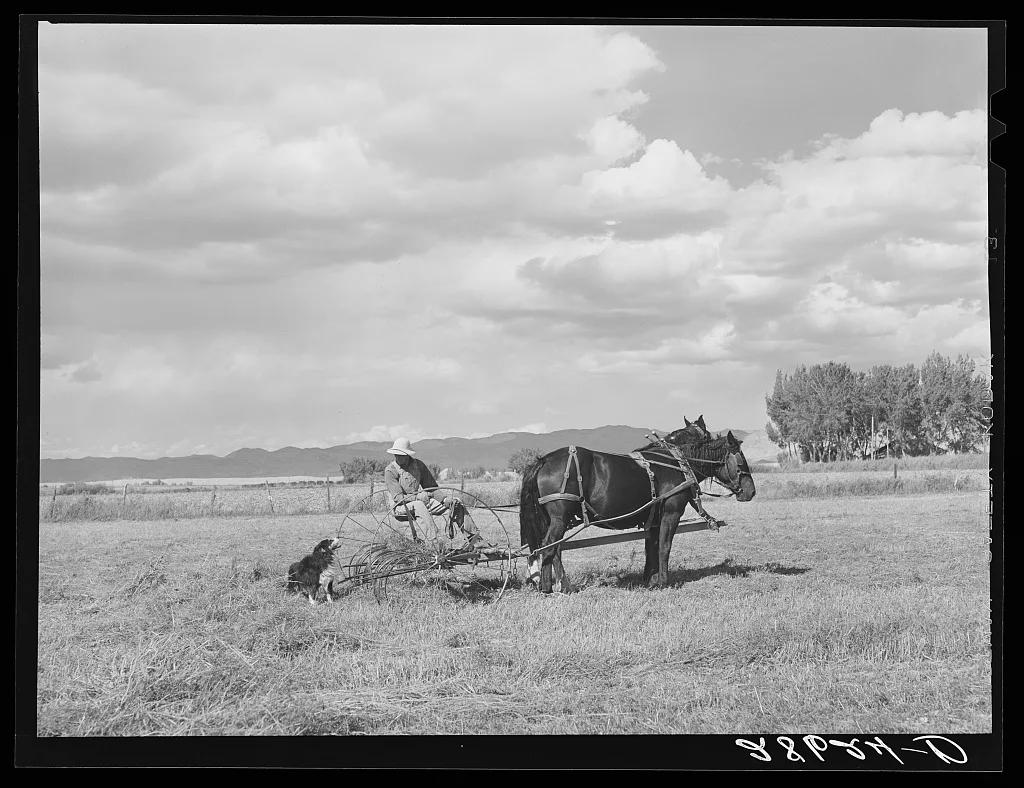 Carl Higgins, tenant purchase borrower, haying on farm. Mesa County,…, Colorado, 1939
