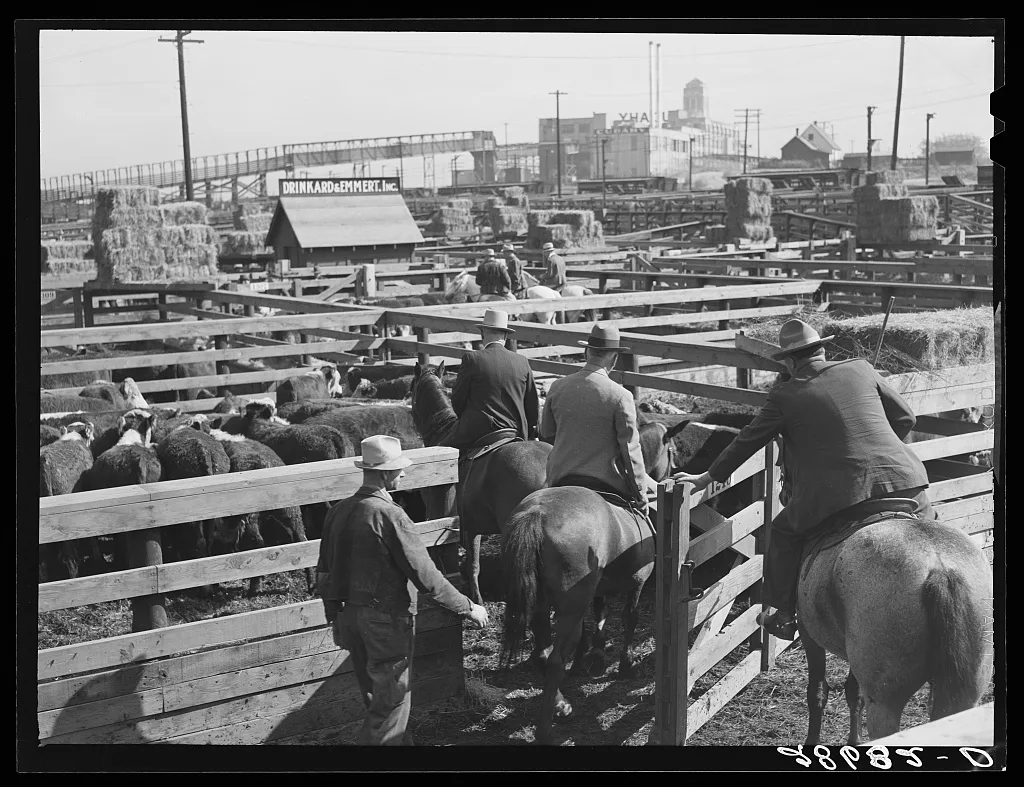 Buyers looking over cattle. Stockyards, Denver, Colorado, 1939